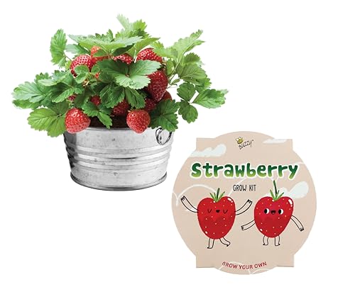 Buzzy Seeds Strawberry Grow Kit, Galvanized Basin Planter, Indoor/Outdoor
