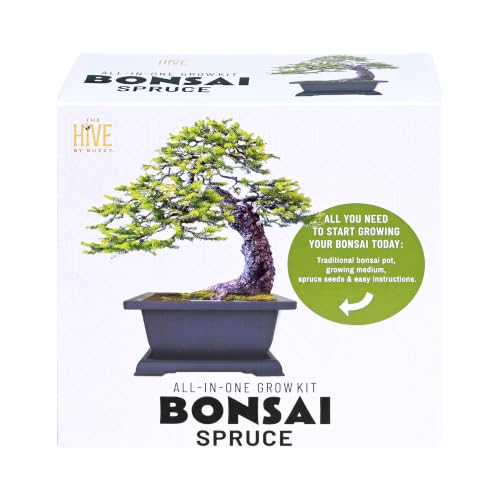 Buzzy Seeds Norway Spruce Bonsai Grow Kit, Decorative Planter, Tree Seeds