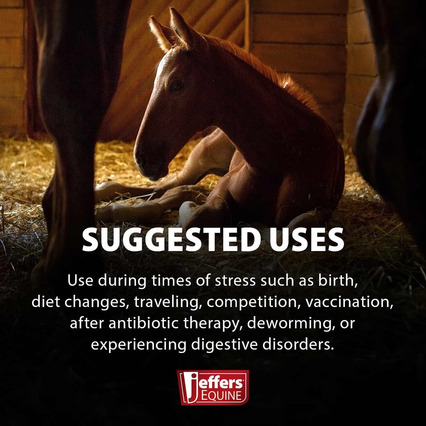 Jeffers Equine Probiotic Oral Gel for Horses, 30 cc Syringe – Supports Healthy Gut, Natural Appetite & Digestion, Horse Supplement w/Prebiotics, Live Microbials (30M CFU), Vitamins A B E, USA Made